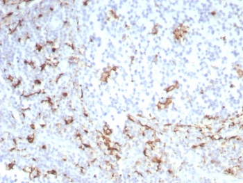 Recombinant CD163 Antibody