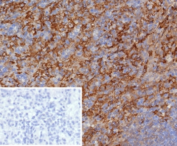 CD163 Antibody