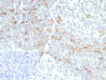 CD163 Antibody