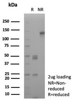 CD163 Antibody