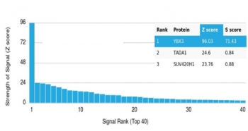 Y-box-binding protein 3 Antibody / YBX3