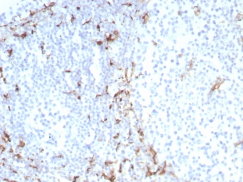 CD163 Antibody