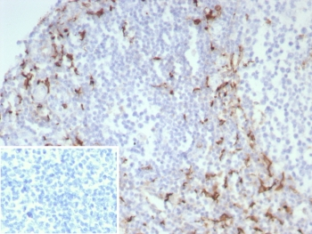 CD163 Antibody