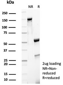 CD27 Antibody