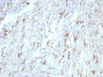 CD163 Antibody