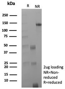 CD163 Antibody