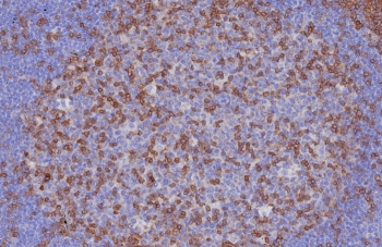 CD3e Antibody