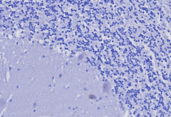 CD3e Antibody