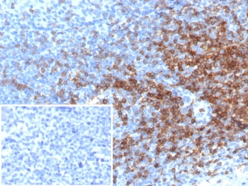 CD3 epsilon Antibody
