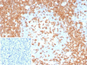 Recombinant CD3 epsilon Antibody