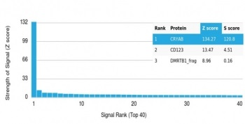 Crystallin Alpha B Antibody