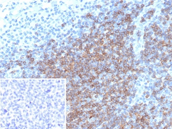 CD5 Antibody