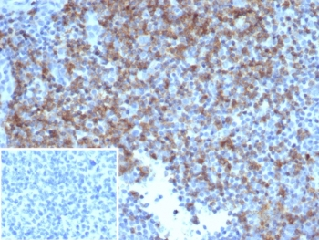 CD6 Antibody