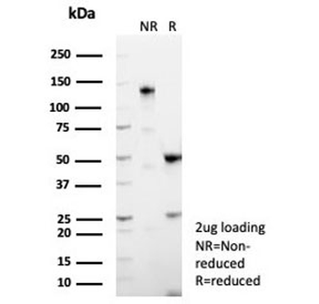 MUC5AC Antibody