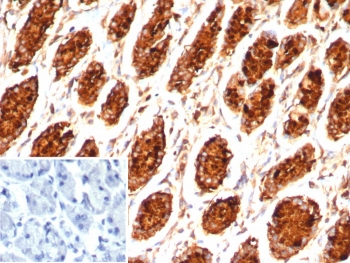 MUC5AC Antibody