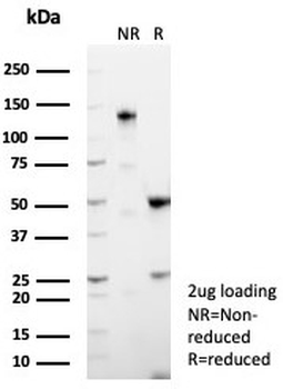 MUC5AC Antibody