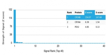 Crystallin Alpha B Antibody