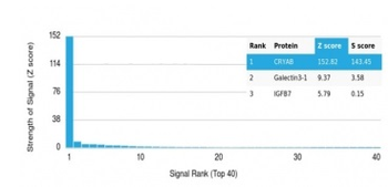 Crystallin Alpha B Antibody