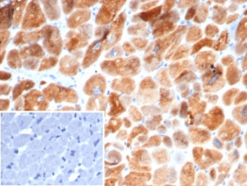 Crystallin Alpha B Antibody