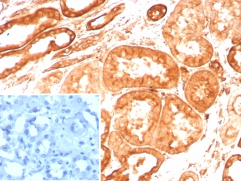 Vinculin Antibody
