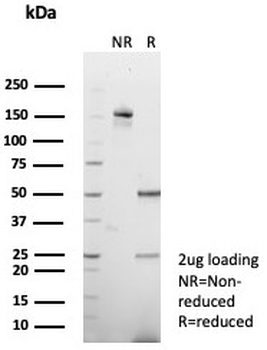Vinculin Antibody