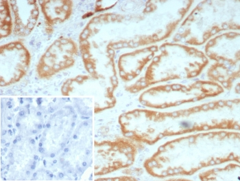 Biotin Antibody