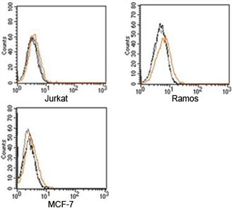 Rabbit Isotype Control Polyclonal Antibody