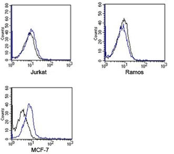 Rabbit IgG Isotype Control Polyclonal Antibody APC Conjugate