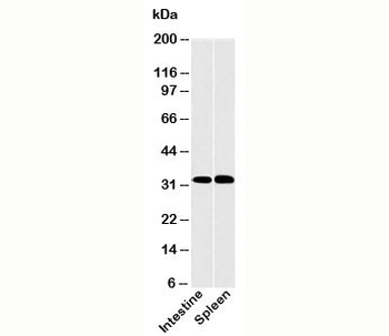 CLEC1 Antibody