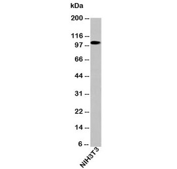 LSD1 Antibody / Lysine-Specific Demethylase 1