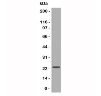 CD3e Antibody