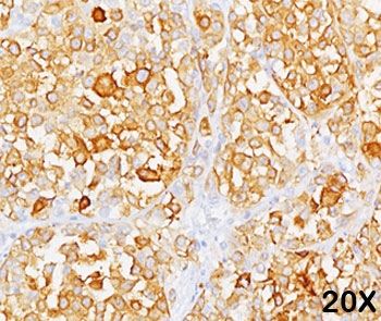 Melan-A Antibody