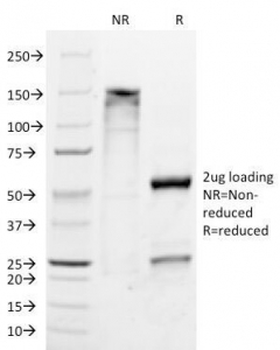 Melan-A Antibody