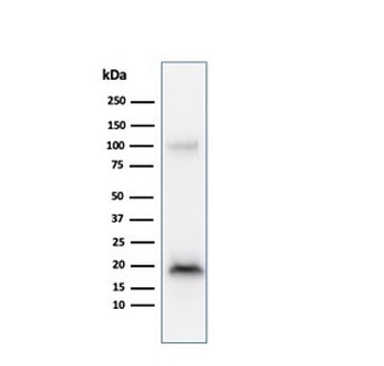 Melan-A Antibody