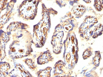 Podocalyxin Antibody