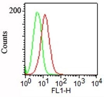 Podocalyxin Antibody