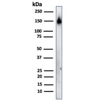 CD45RA Antibody (Leukocyte marker)