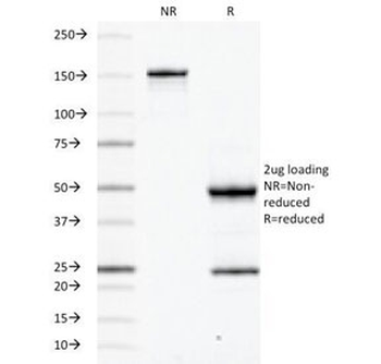 CD45RB Antibody (B-cell marker)