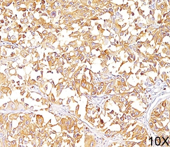 gp100 Antibody