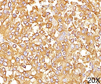 gp100 Antibody