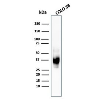 gp100 Antibody