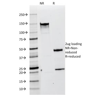 gp100 Antibody