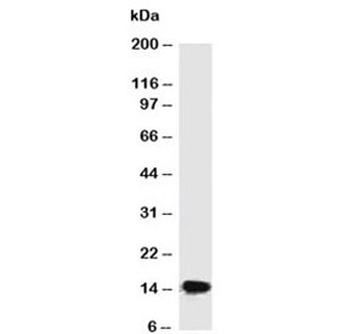 SUMO2/3 Antibody
