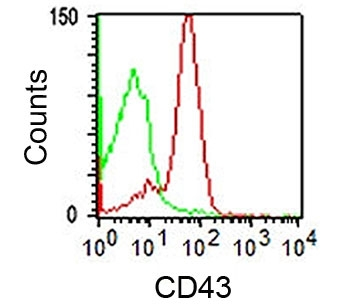 CD43 Antibody