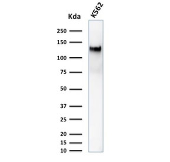 CD43 Antibody