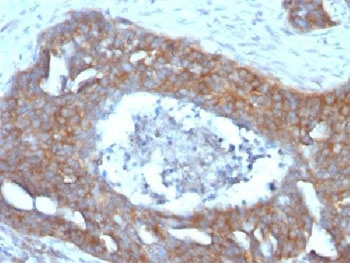 Estrogen Inducible Protein pS2 / TFF1 Antibody