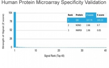 QKI Antibody / Protein Quaking