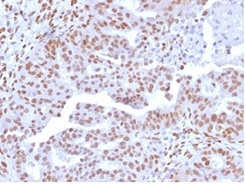 NFIA Antibody / Nuclear Factor 1 A