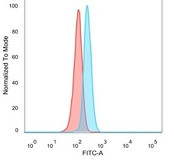 NFIA Antibody / Nuclear Factor 1 A