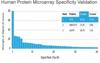 NFIA Antibody / Nuclear Factor 1 A